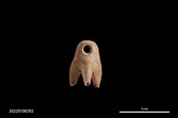 藏品(骨質綴飾)的圖片